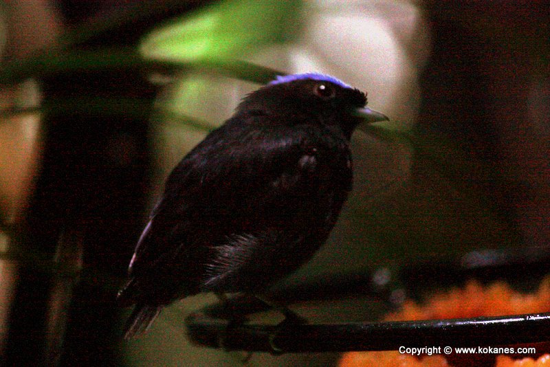 Blue-crowned Manakin